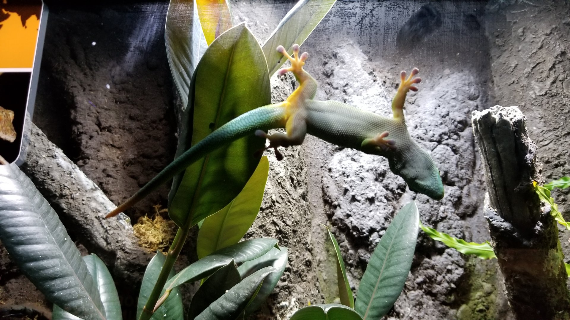 Electric City - Giant Day Gecko, Phelsuma grandis