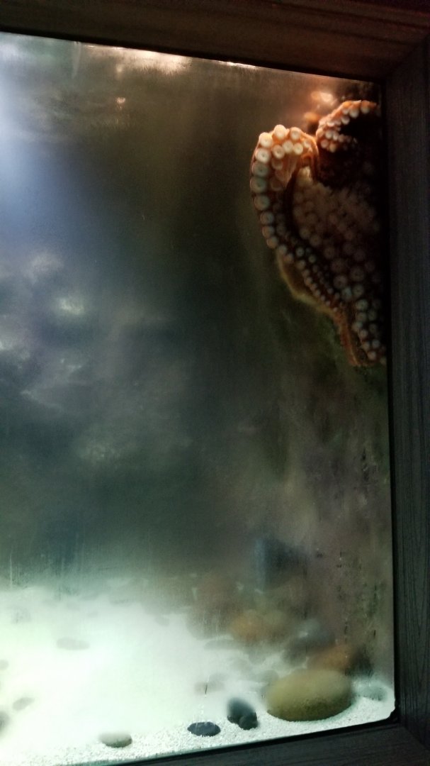 Electric City - Giant Pacific Octopus