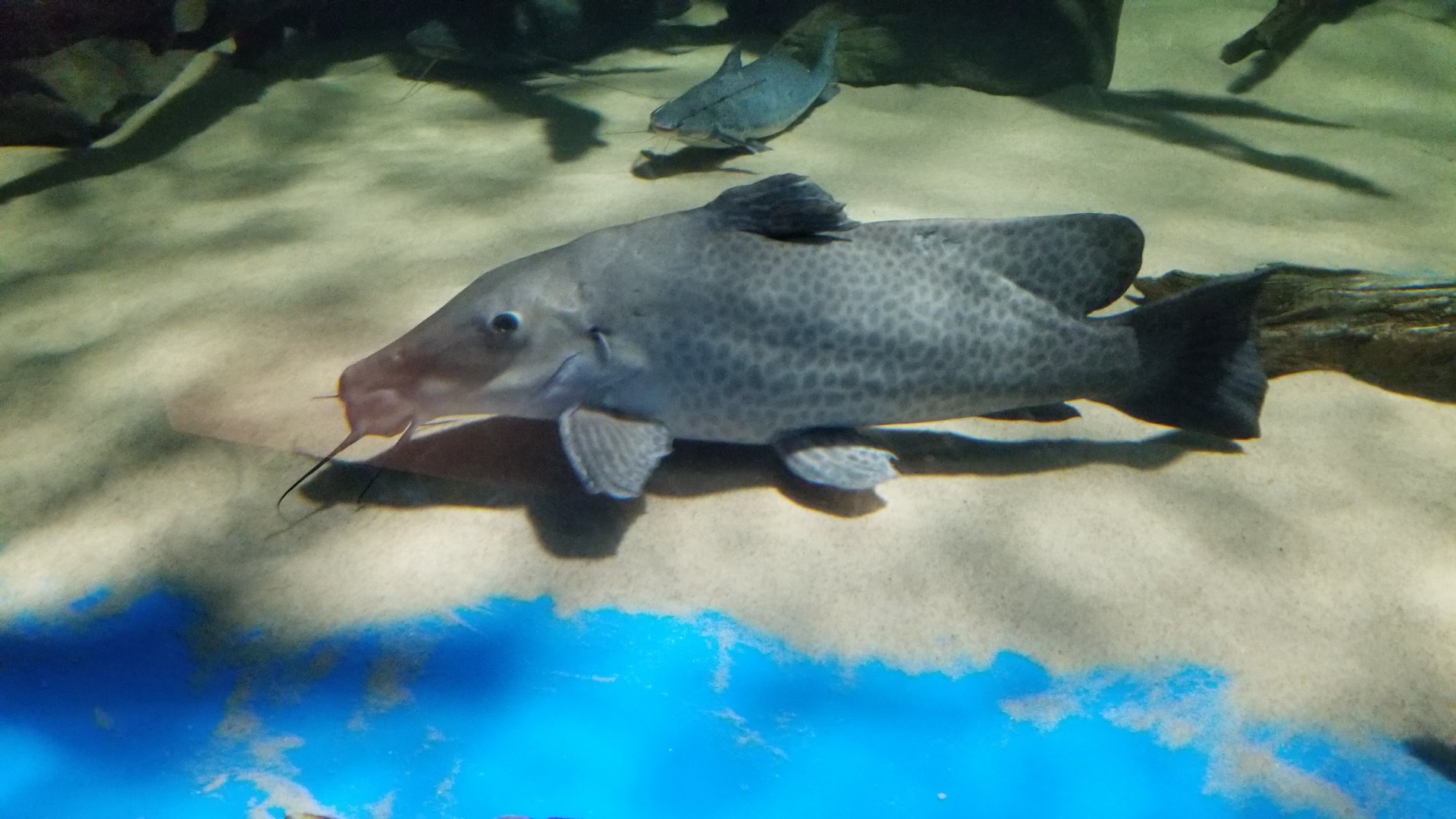 Electric City - Giraffe Nose Catfish, Auchenoglanis occidentalis