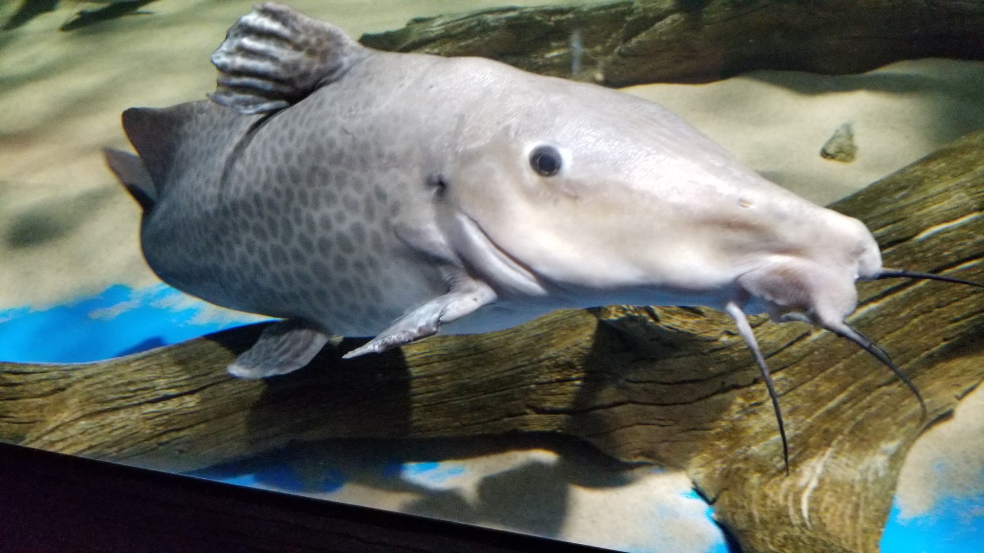 Electric City - Giraffe Nose Catfish, Auchenoglanis occidentalis