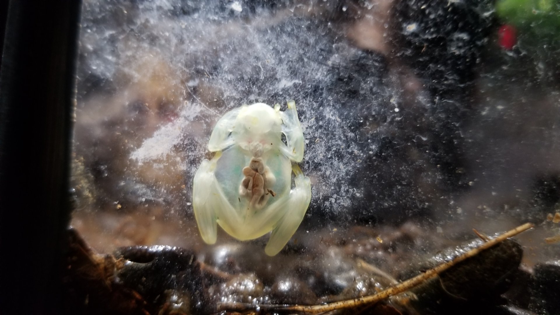 Electric City - Glass Frog, Hyalinobatrachium valerioi