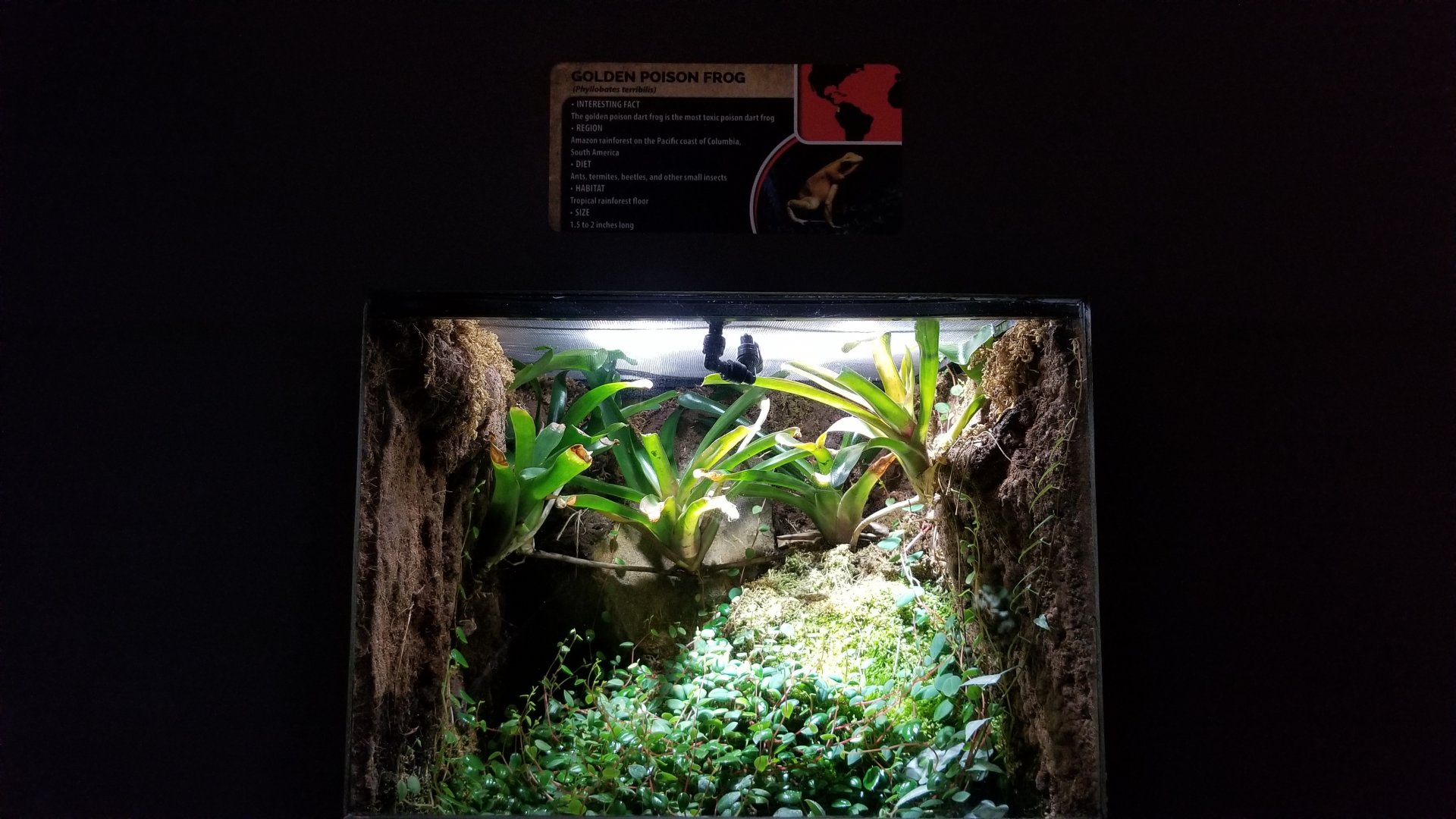 Electric City - Golden Poison Frog, Phyllobates terribillis