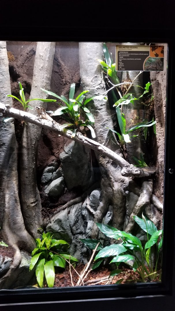 Electric City - Helmeted Iguana, Corytophanes cristatus