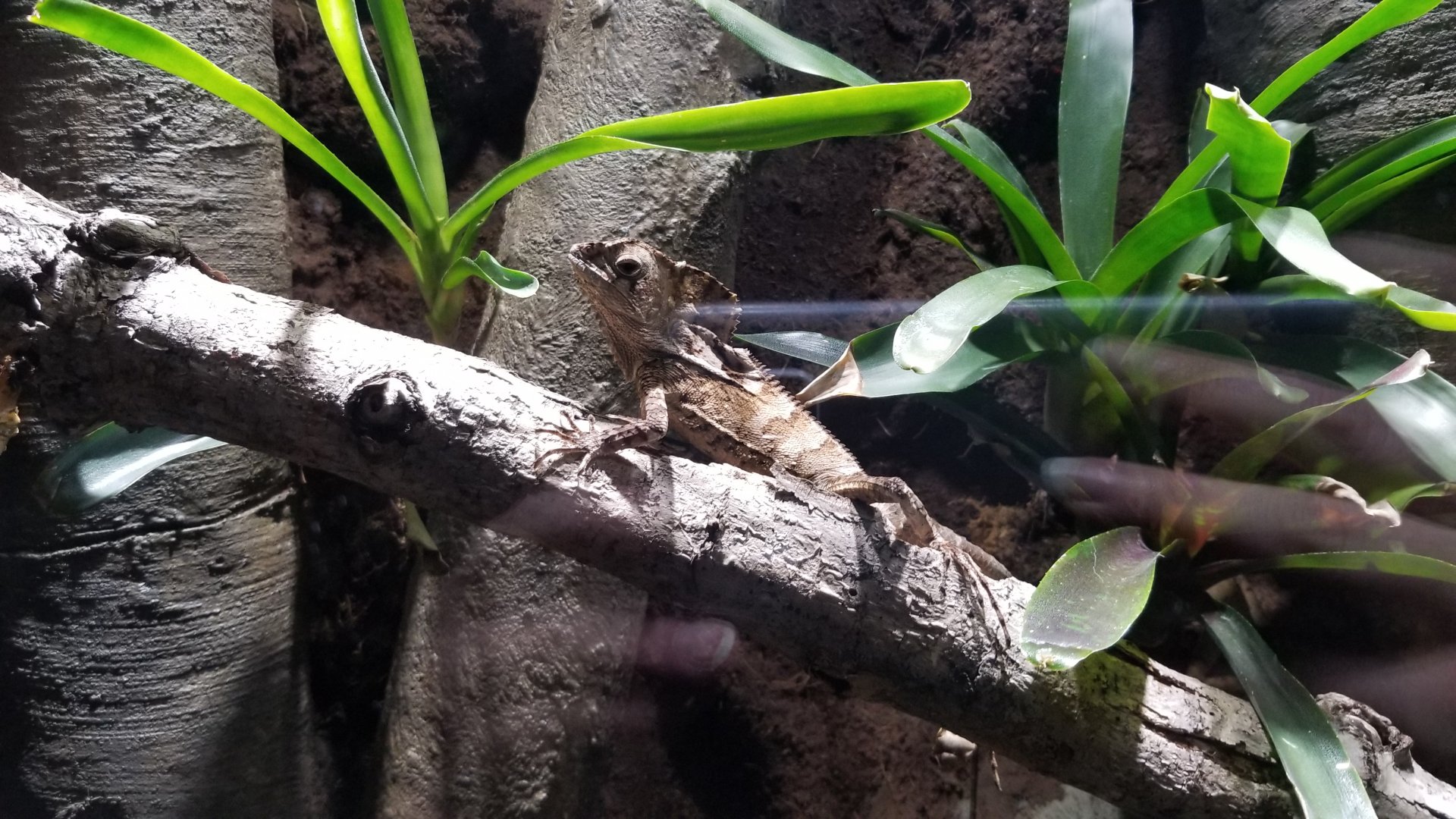 Electric City - Helmeted Iguana, Corytophanes cristatus