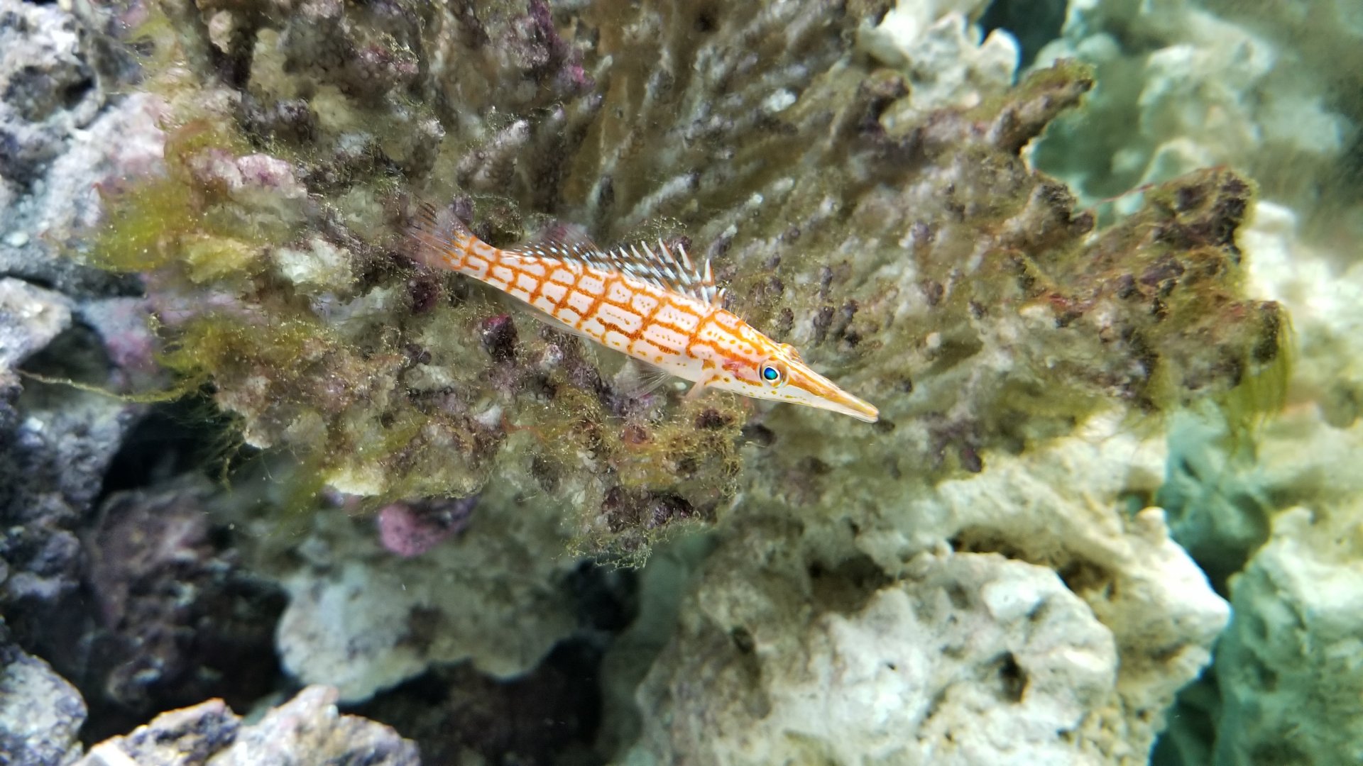 Electric City - ID? in royal gramma tank