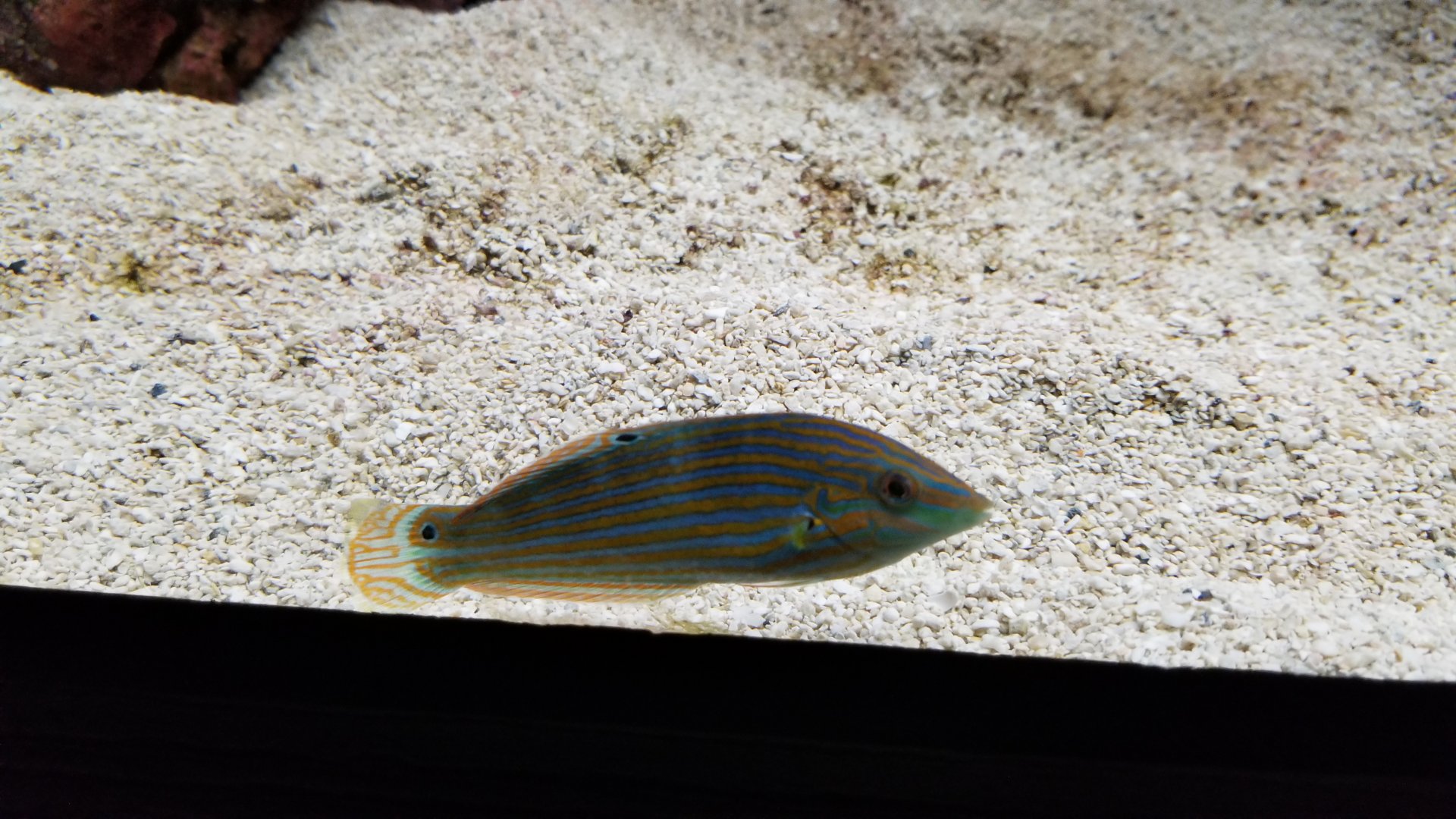 Electric City - ID? in royal gramma tank