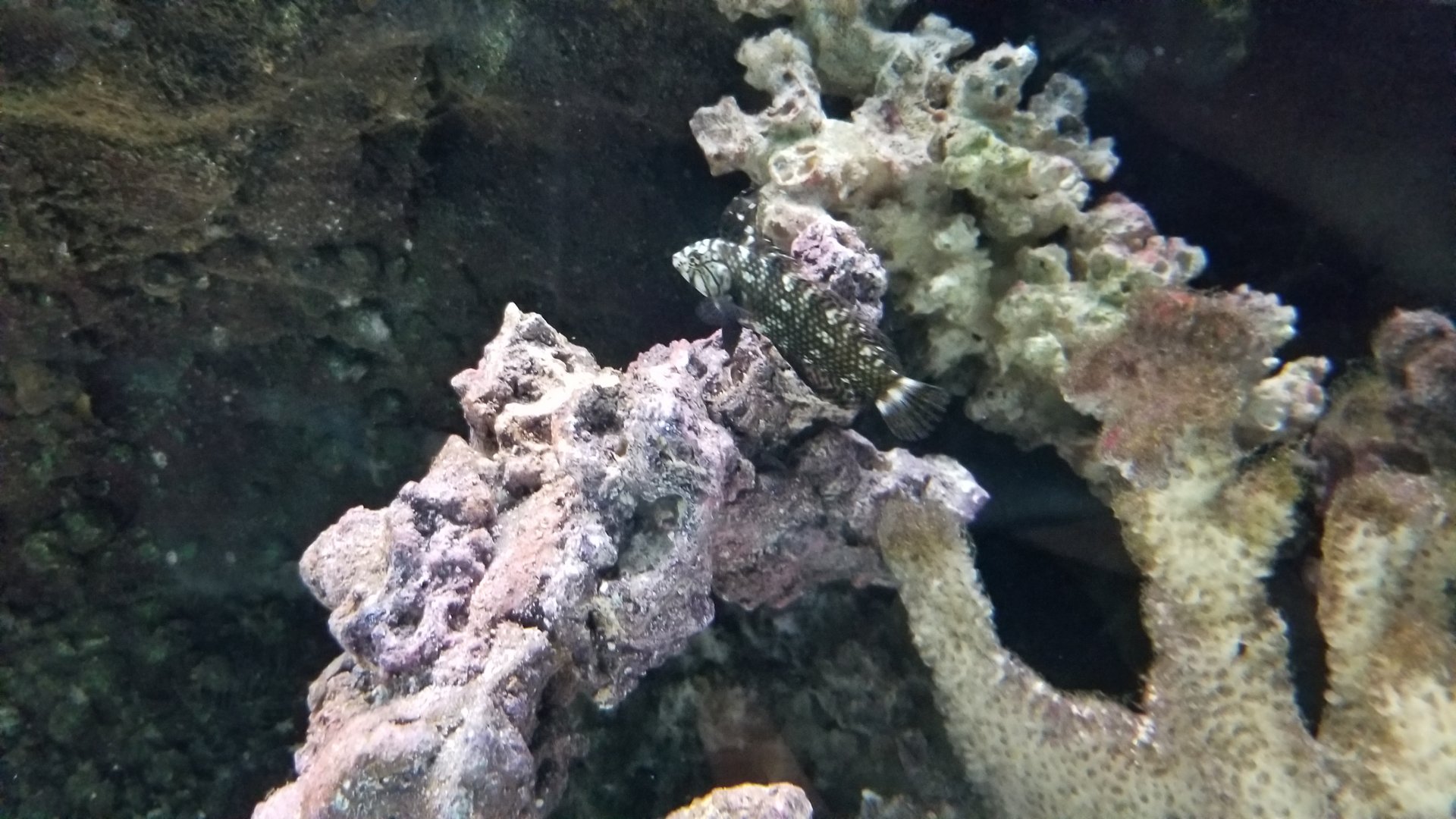 Electric City - ID? in royal gramma tank