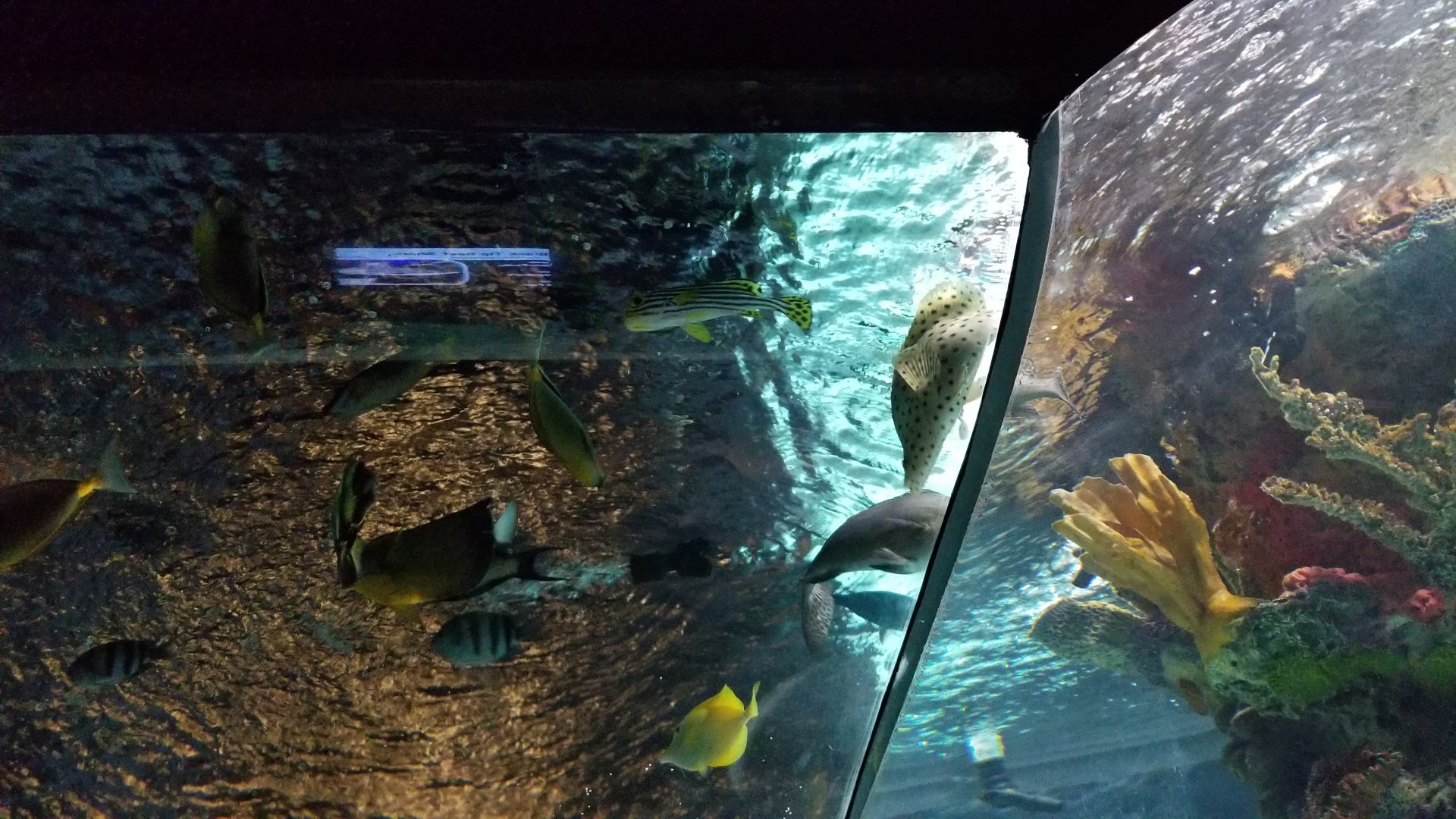 Electric City - IDs? Other than yellow tang, panther grouper