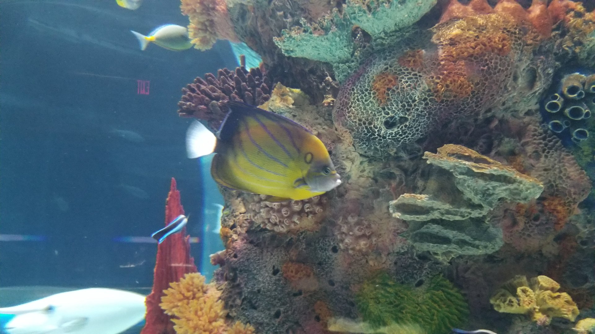 Electric City - IDs?