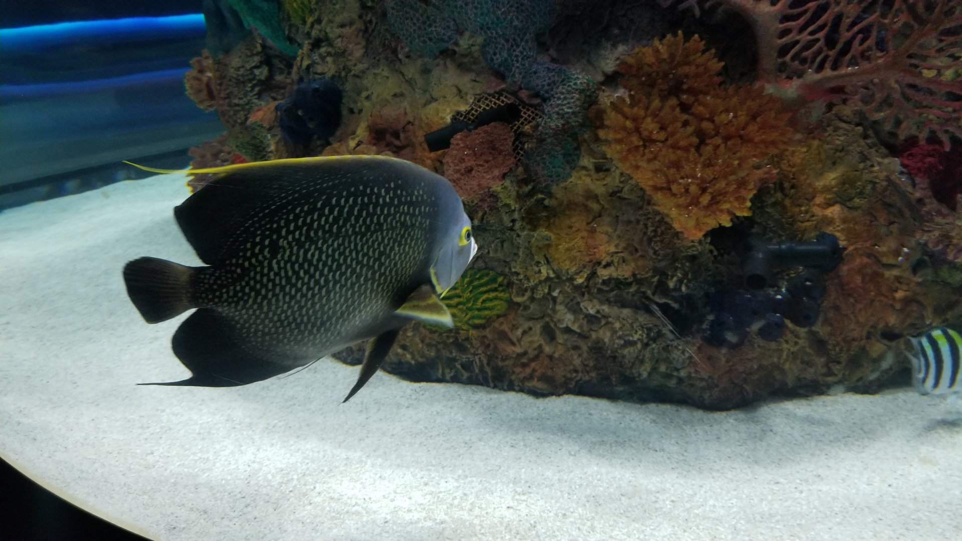 Electric City - IDs?