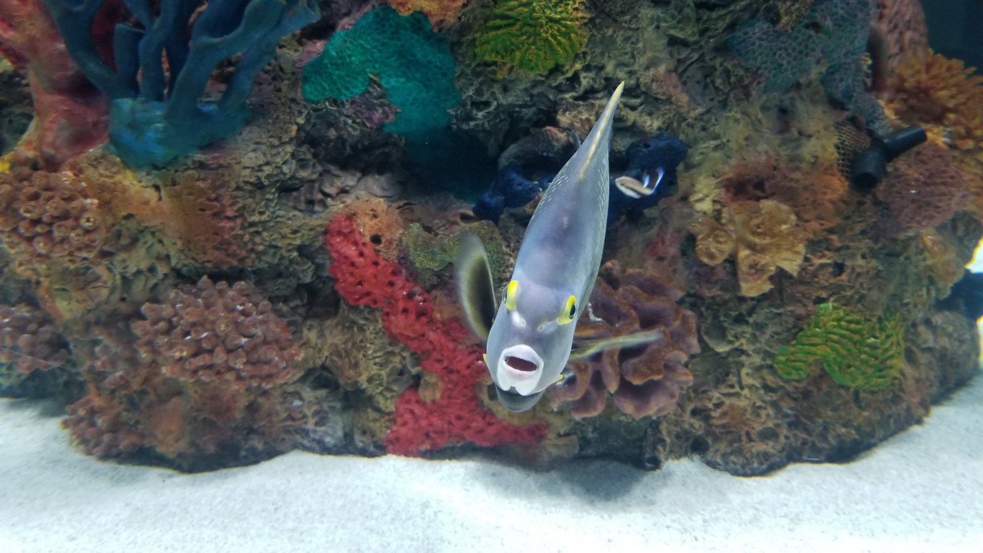 Electric City - IDs?