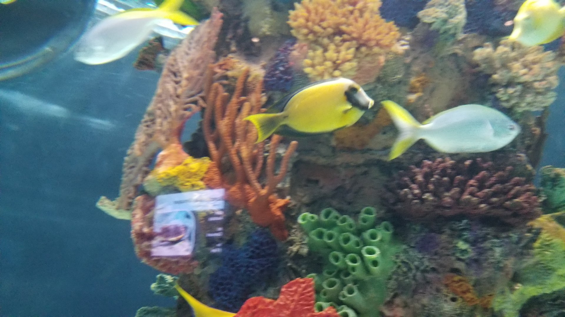 Electric City - IDs?