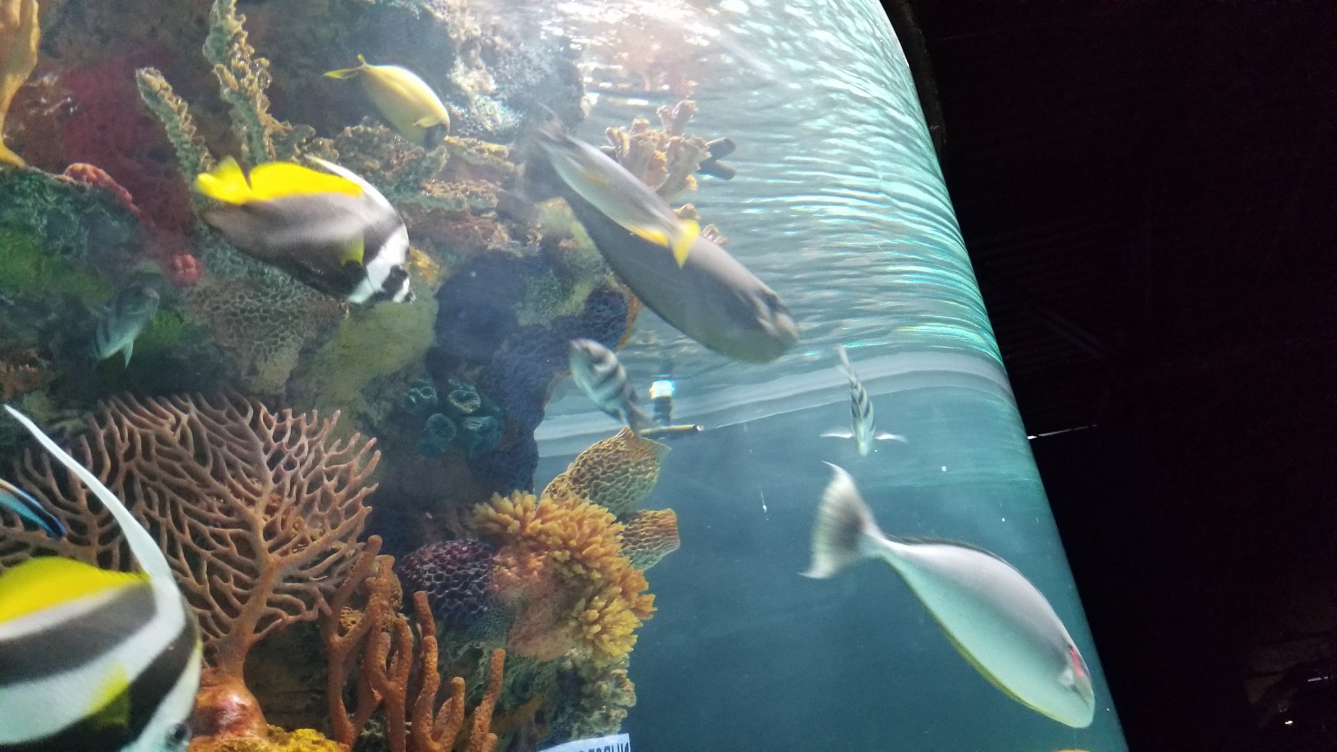 Electric City - IDs?