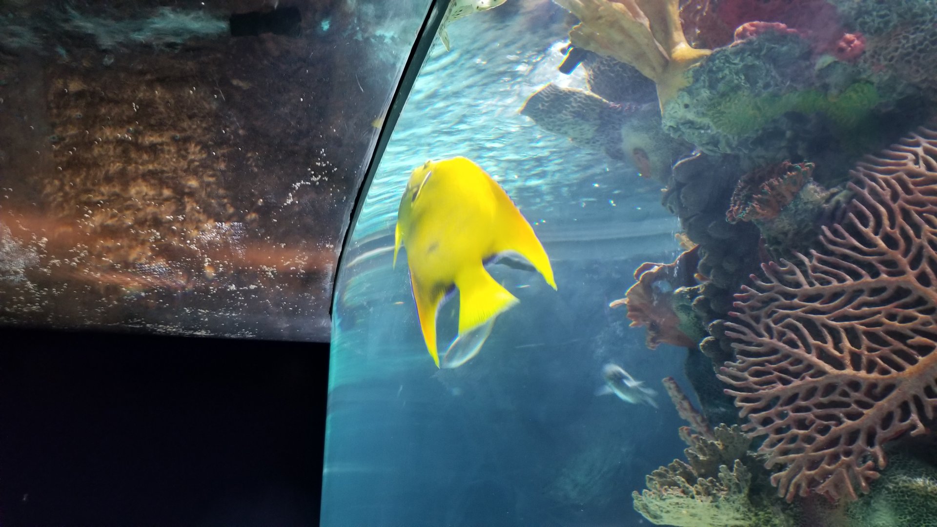 Electric City - IDs?