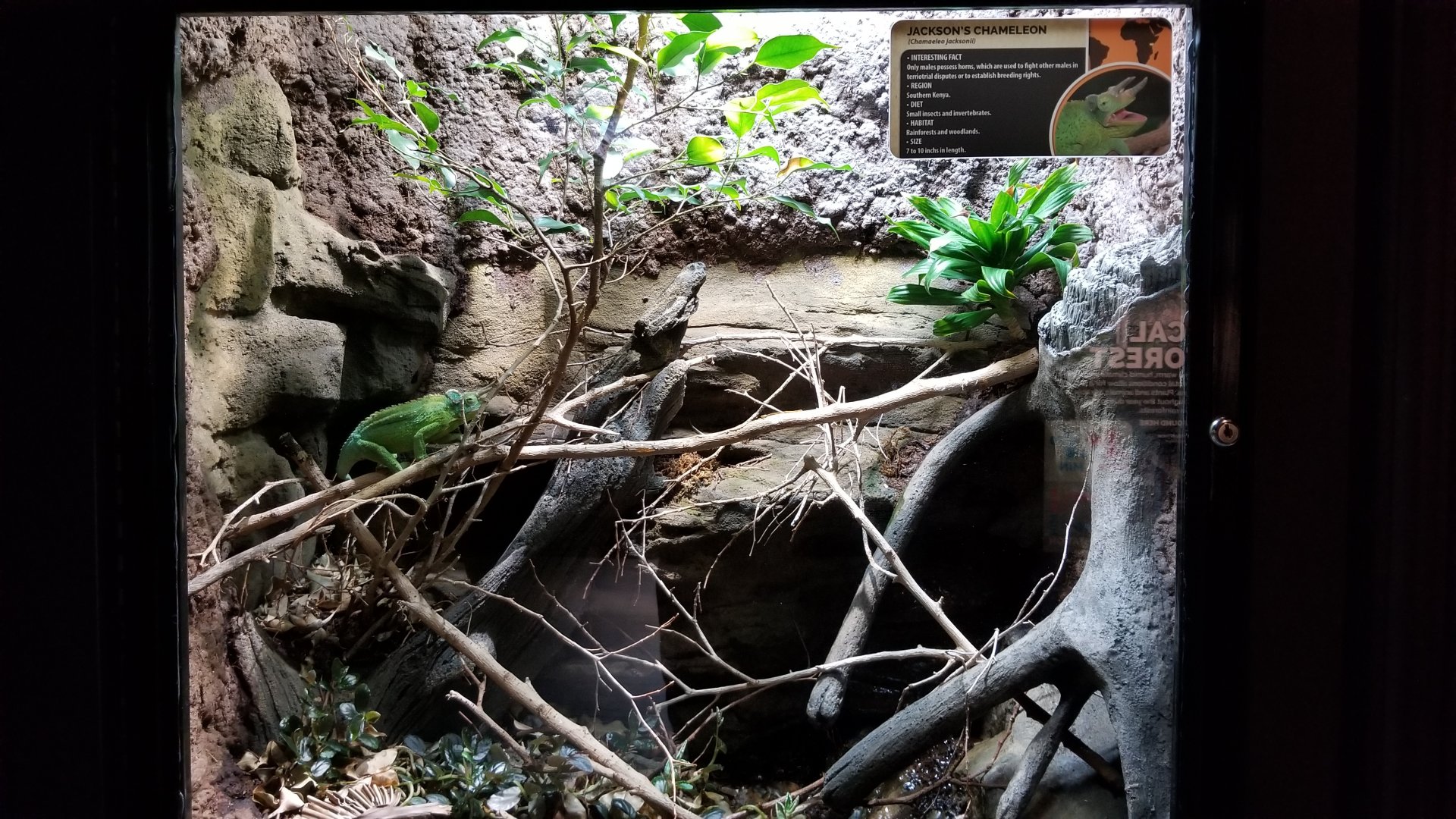 Electric City - Jackson’s Chameleon, Chamaeleo jacksonii