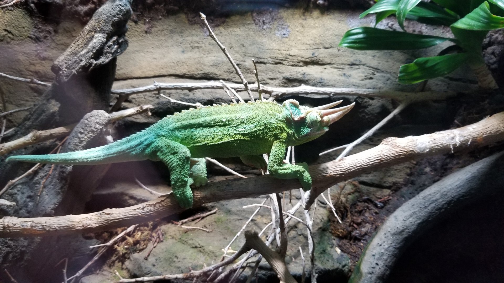 Electric City - Jackson’s Chameleon, Chamaeleo jacksonii