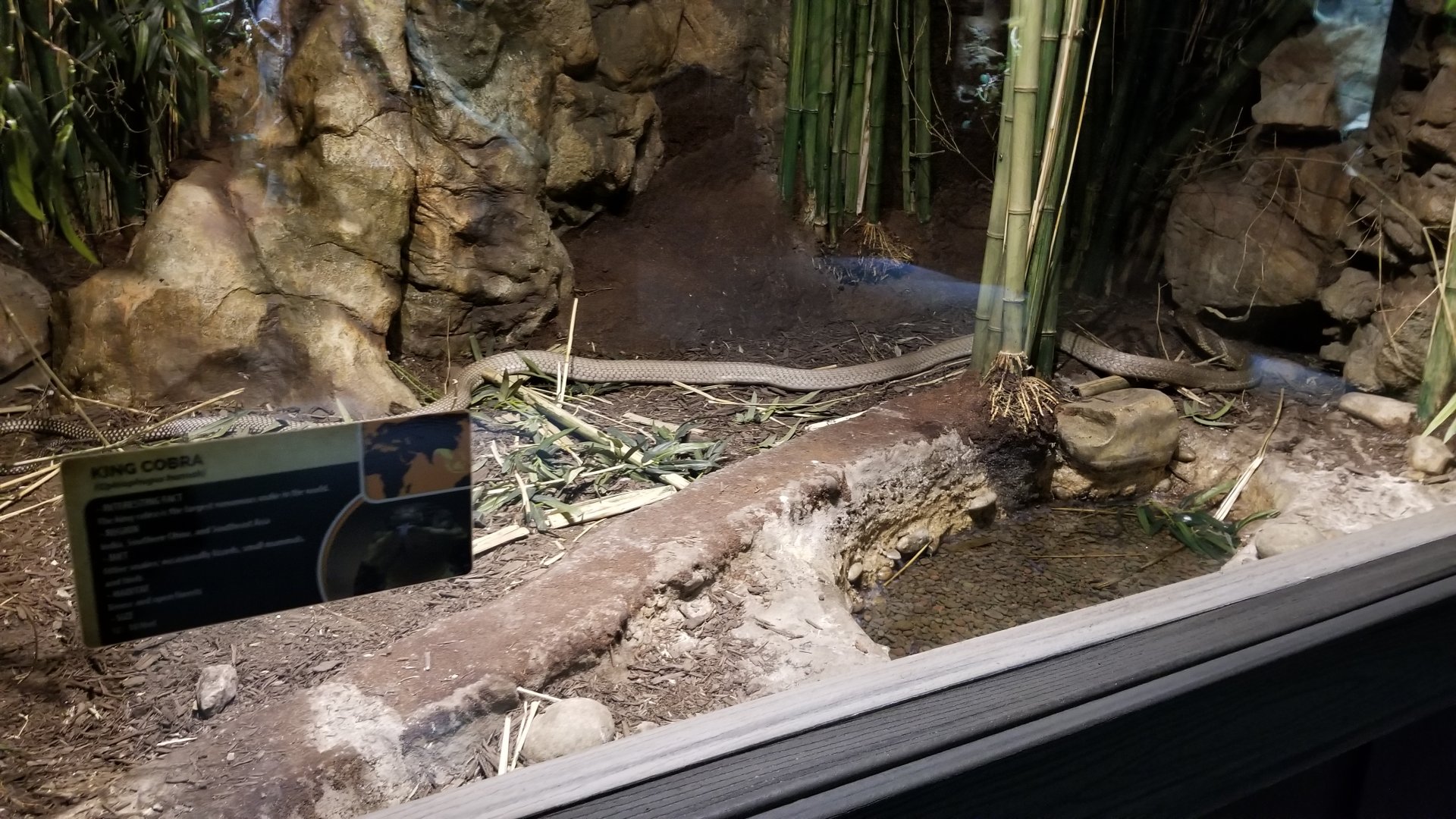 Electric City - King Cobra, Ophiophagus hannah