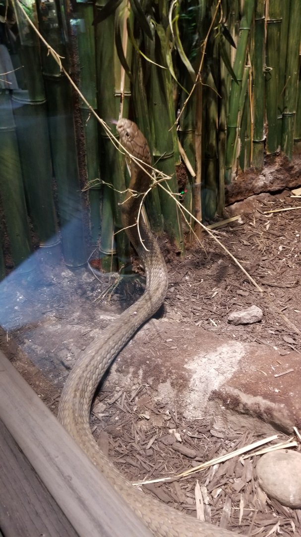 Electric City - King Cobra, Ophiophagus hannah