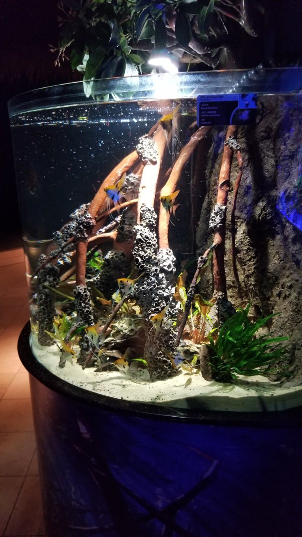 Electric City - Koi Angelfish, Pterophyllum sp