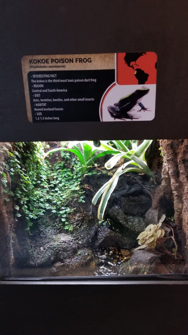 Electric City - Kokoe Poison Frog, Phyllobates aurotaenia