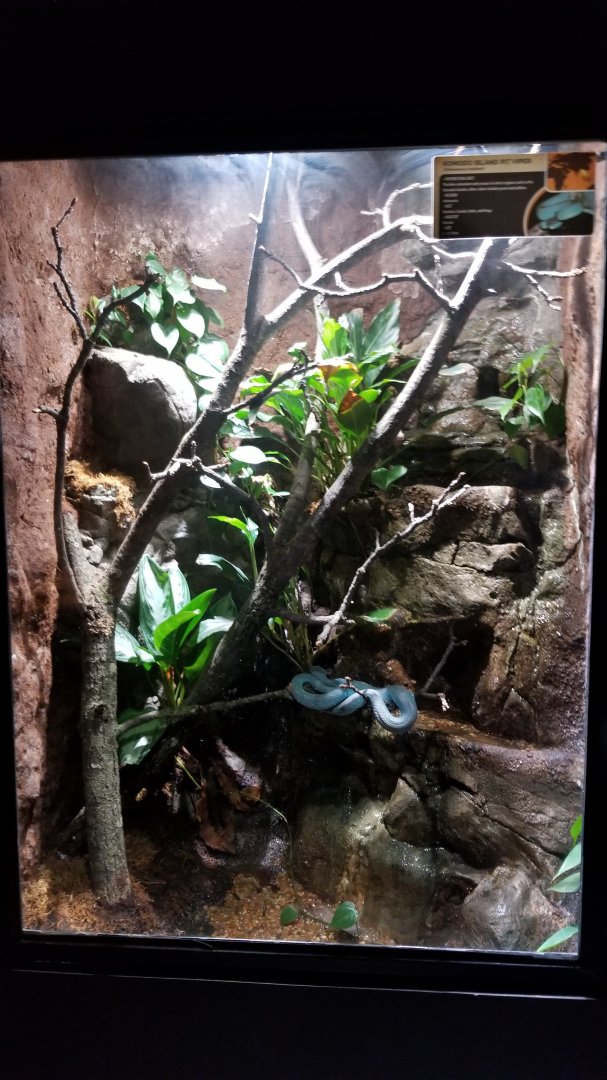 Electric City - Komodo Island Pit Viper, Trimeresurus insularis