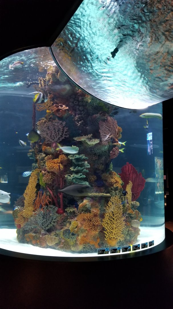 Electric City - large salt fish tank