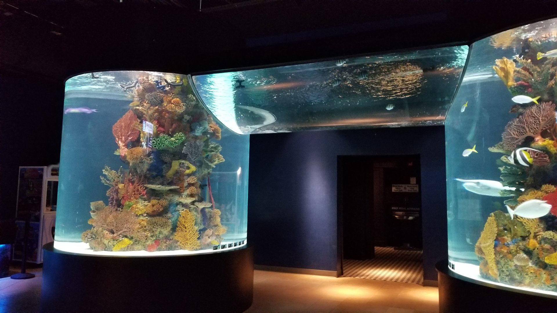 Electric City - large salt fish tank