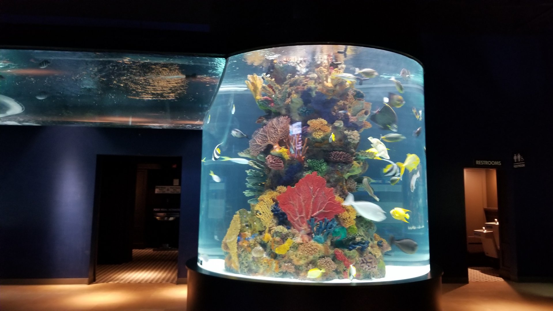 Electric City - large salt fish tank