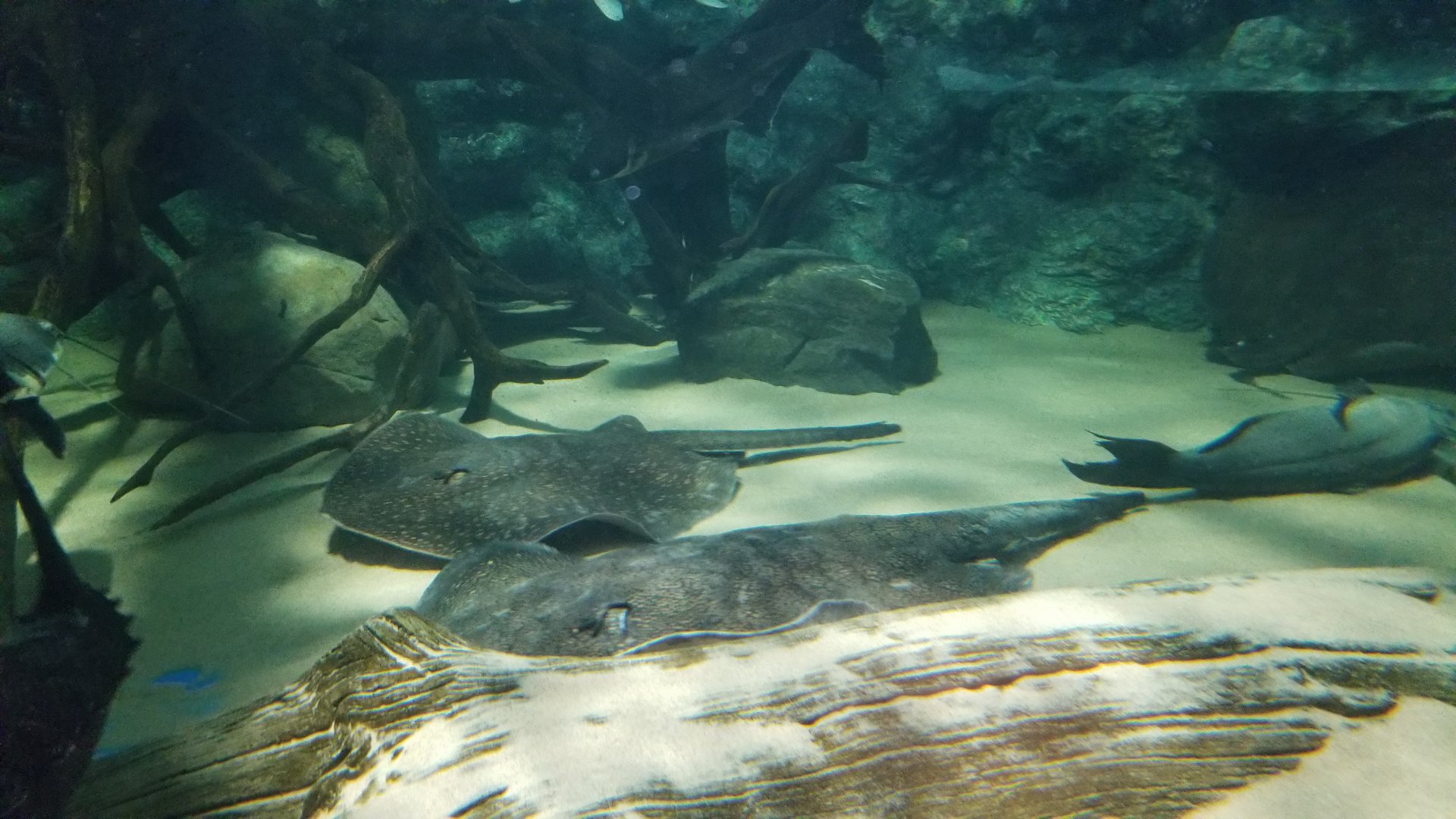 Electric City - Large-spot River Stingray, Potamotrygon fakneri