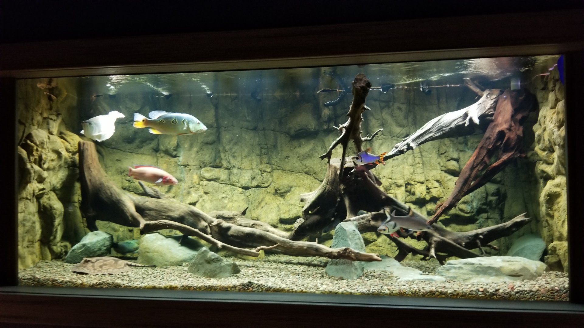 Electric City - last tank