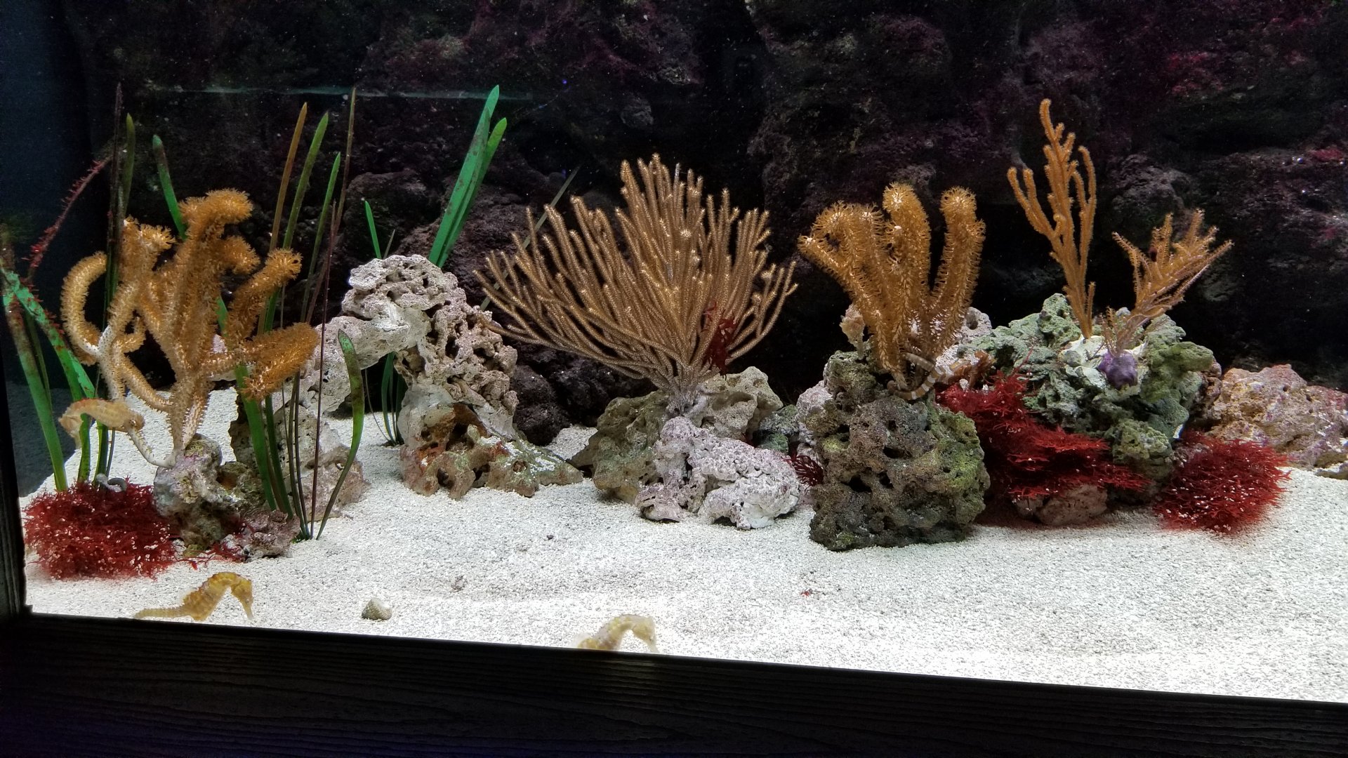 Electric City - Lined seahorses