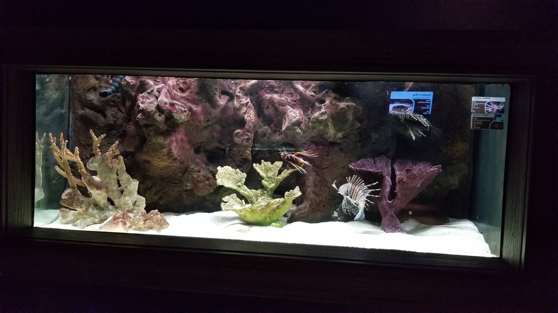 Electric City - Lionfish - Radiata Lionfish Pterois radiate, Volitan Lionfish Pterois volitans