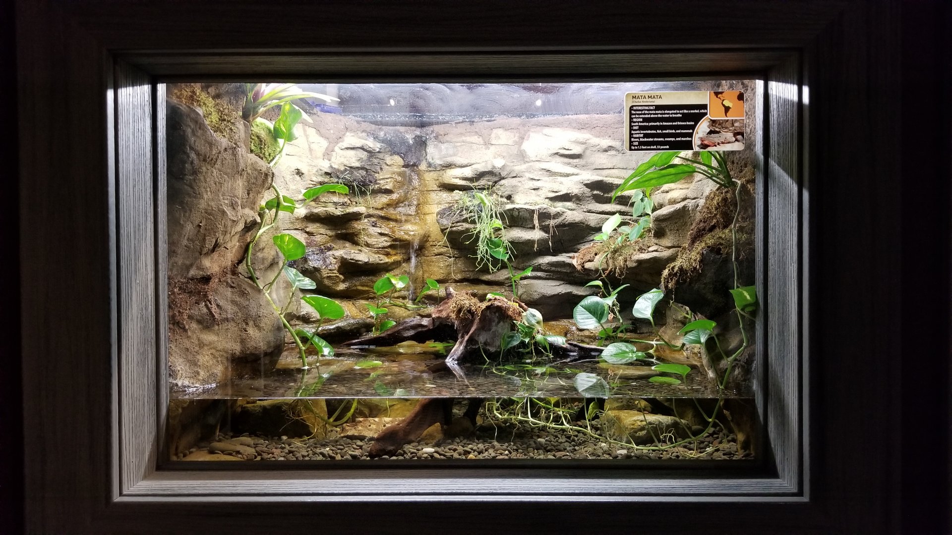 Electric City - Mata Mata, Chelus fimbriata