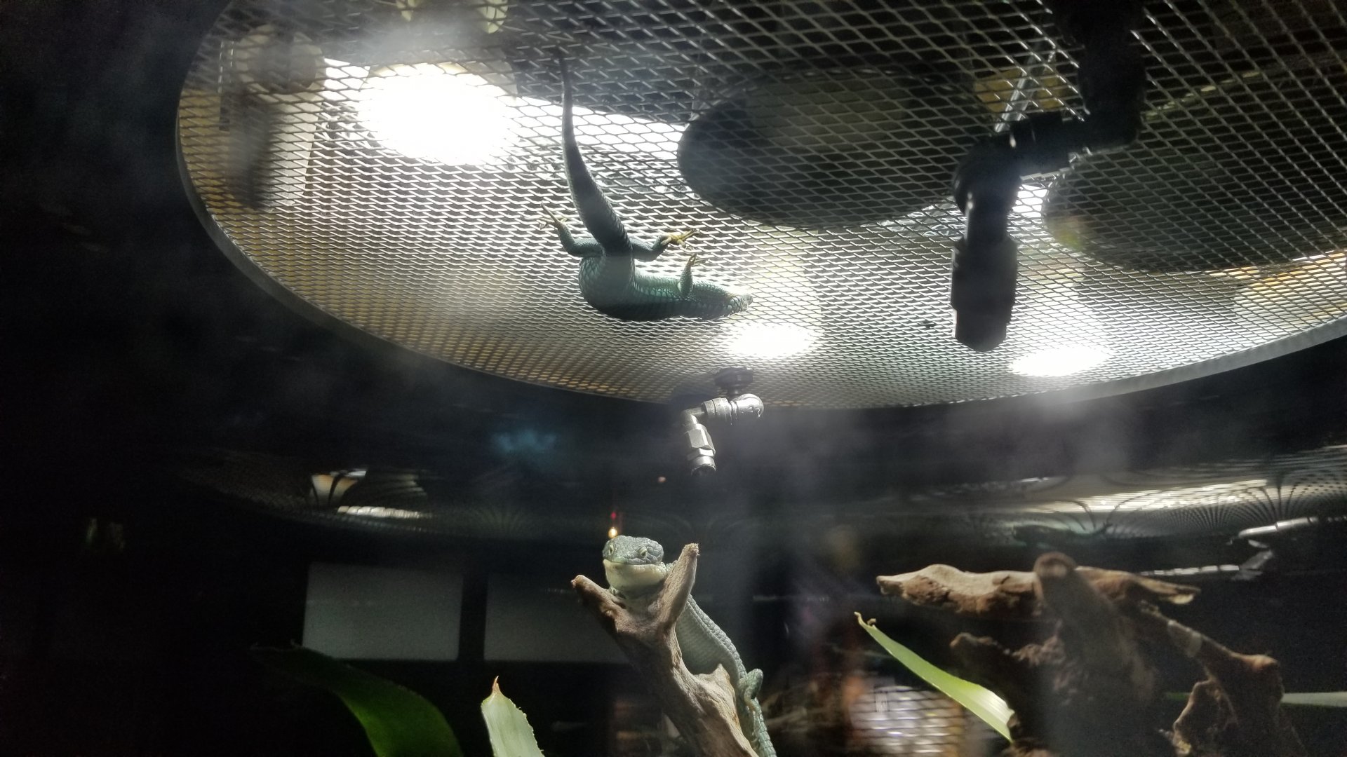 Electric City - Mexican Alligator Lizards, Abronia graminea