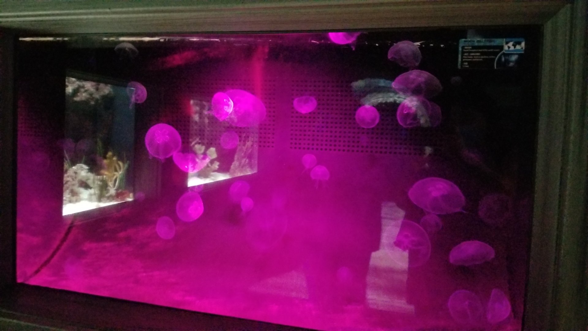 Electric City - Moon Jellies, with changing lights