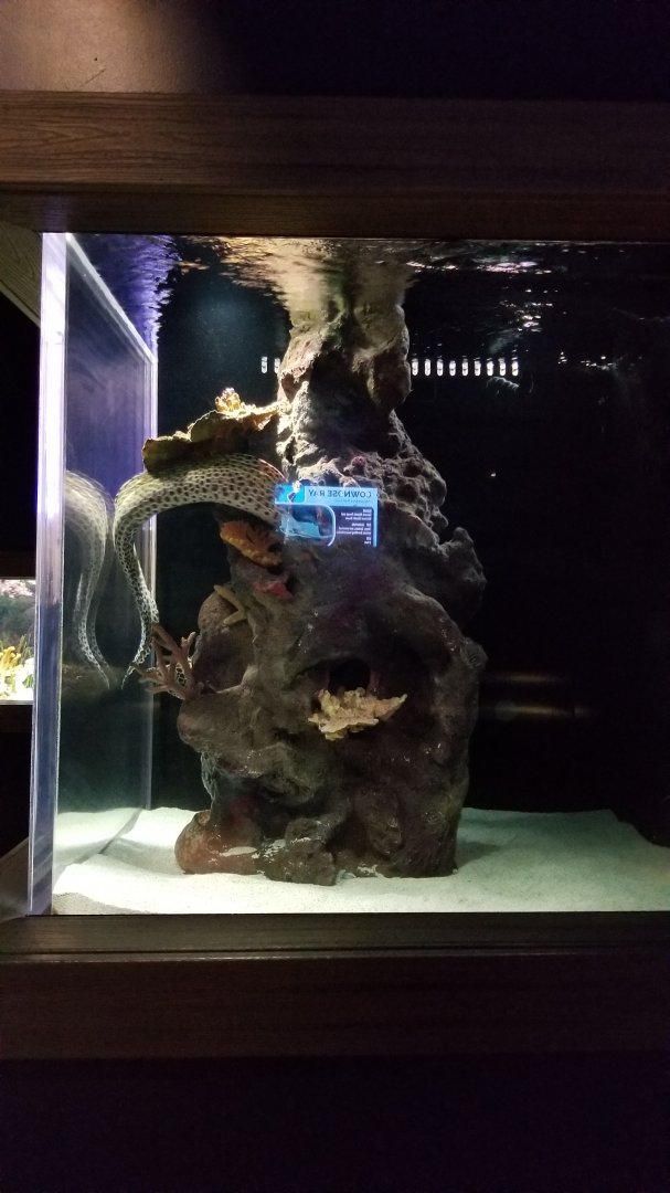 Electric City - Moray tank - Dragon, Laced, Zebra