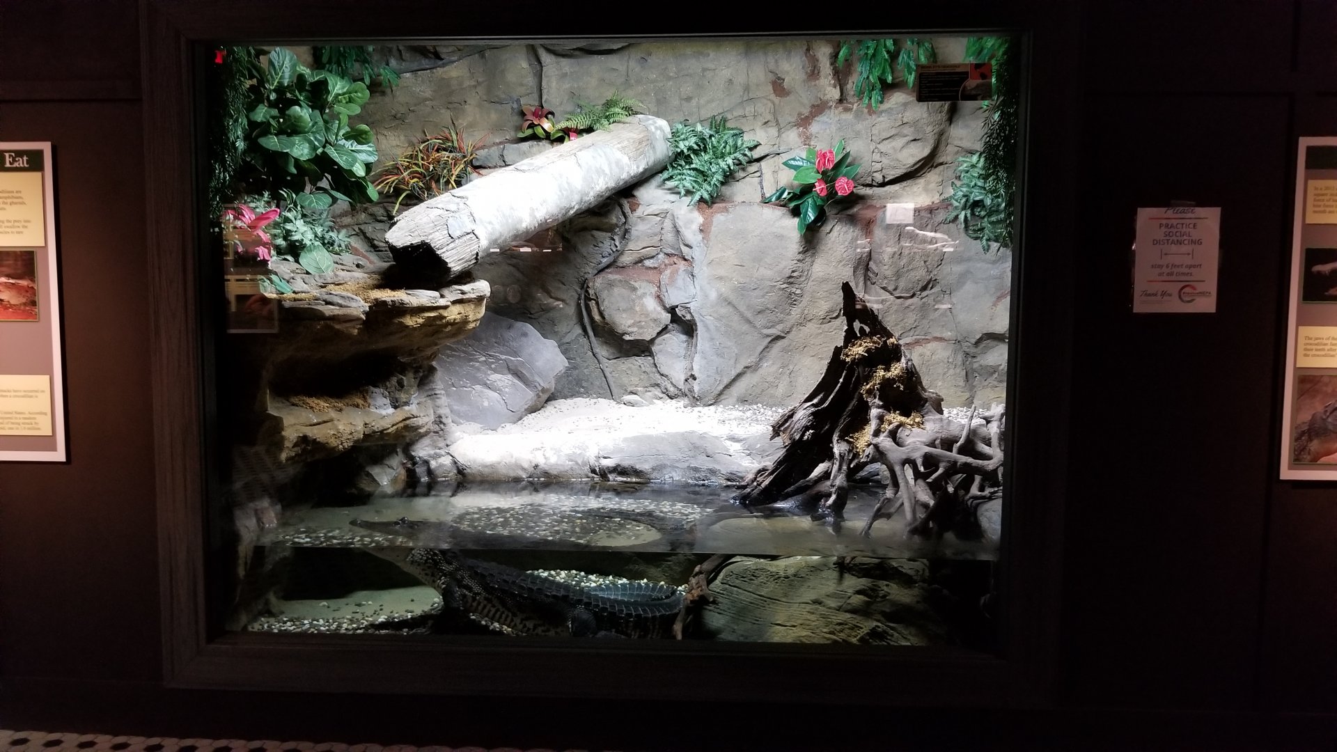 Electric City - Morelet’s Crocodile, Crocodylus moreletii