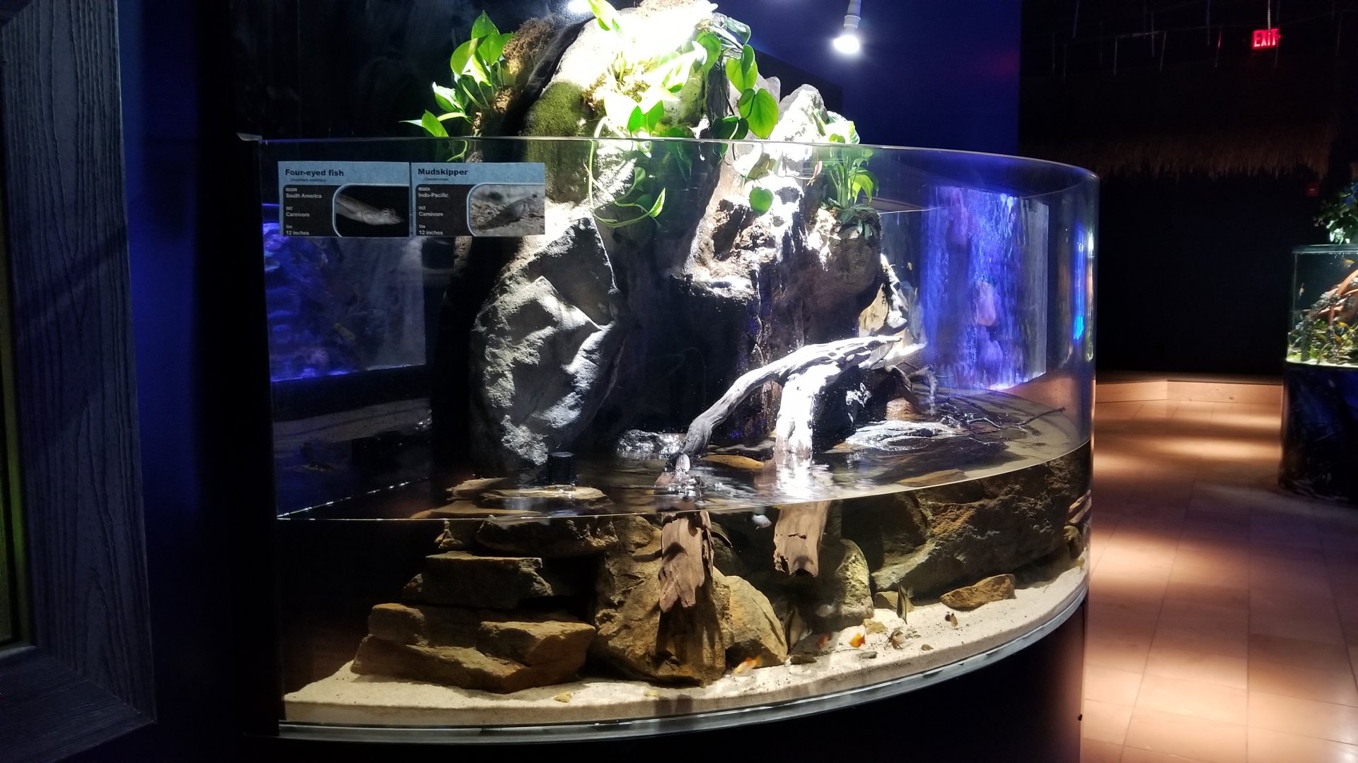 Electric City - Mudskipper, four-eyed fish tank; many unsigned