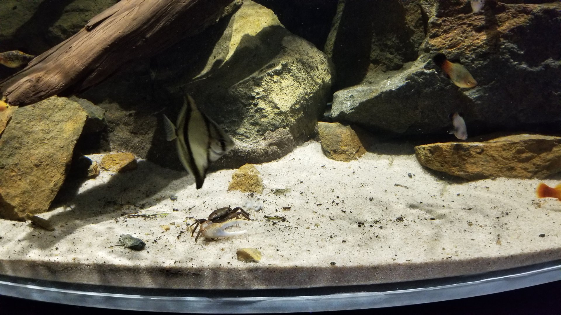 Electric City - Mudskipper tank - unsigned fish and crabs