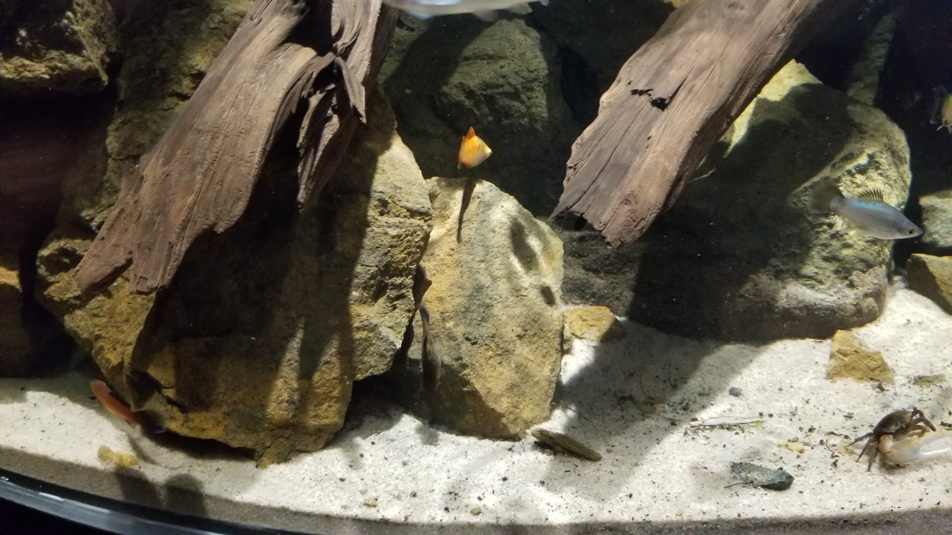 Electric City - Mudskipper tank - unsigned fish and crabs