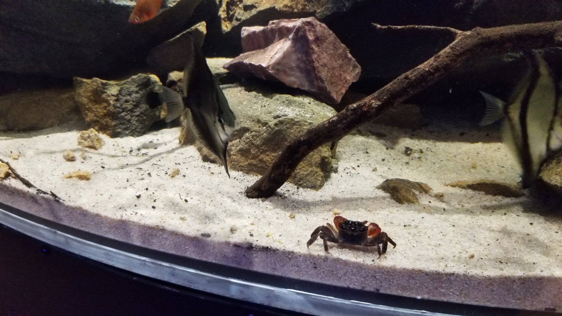 Electric City - Mudskipper tank - unsigned fish and crabs