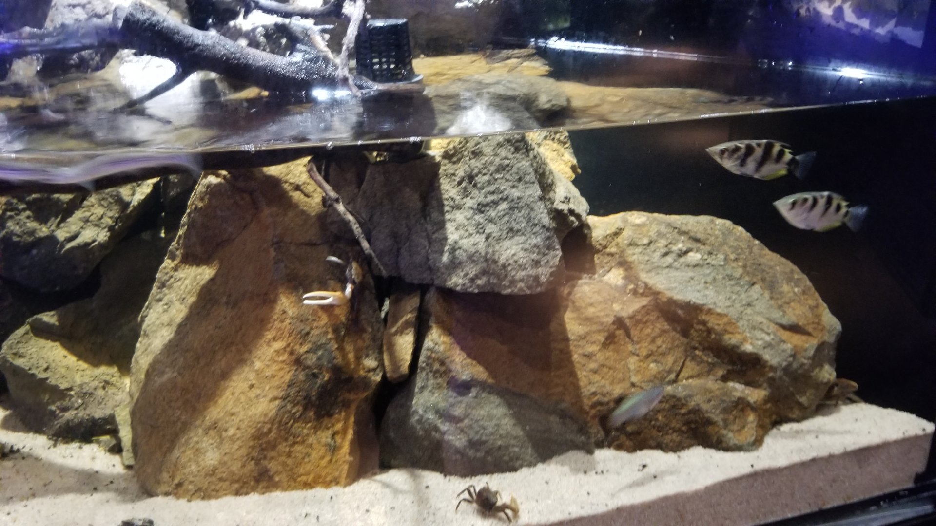 Electric City - Mudskipper tank - unsigned fish and crabs