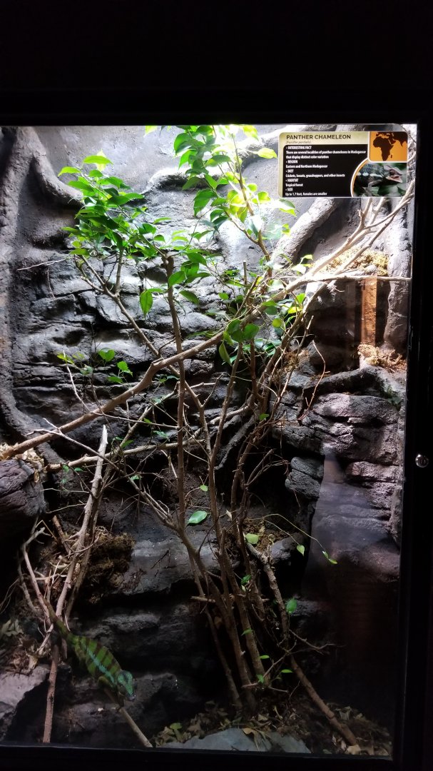 Electric City - Panther Chameleon, Furcifer pardalis