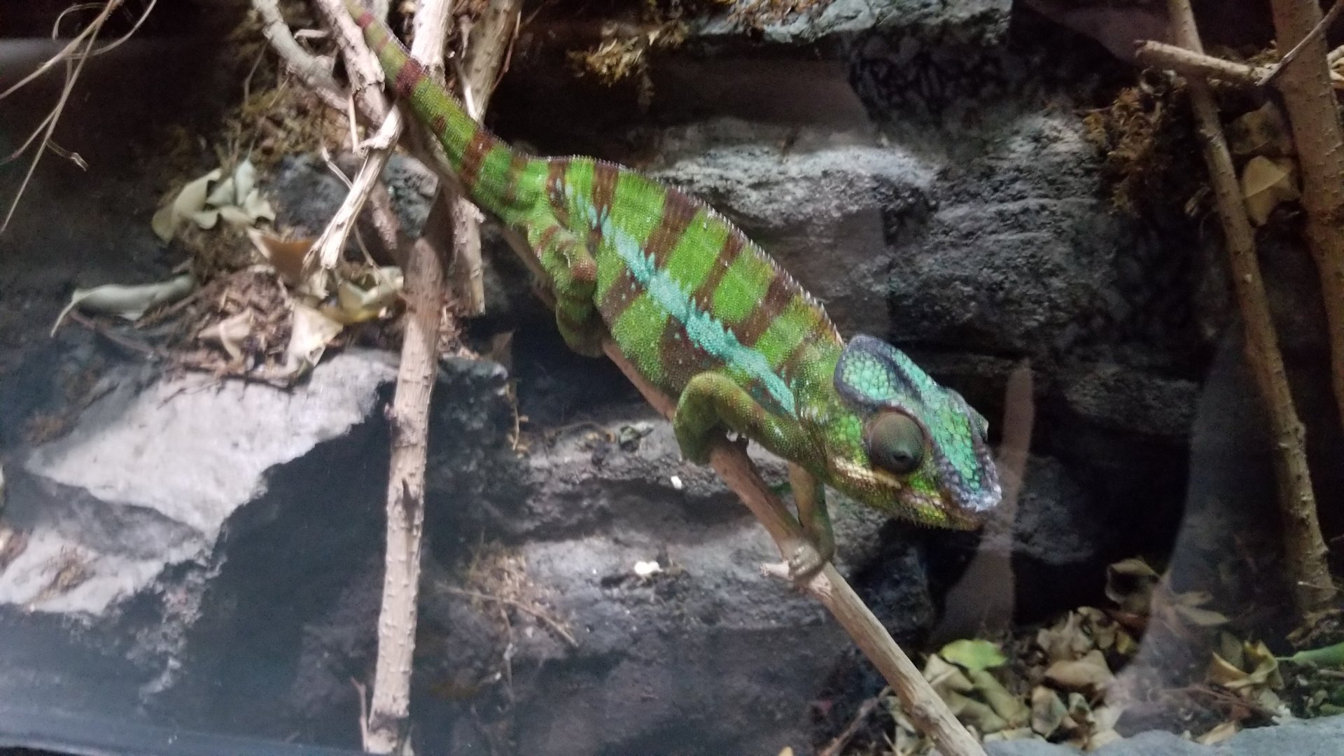 Electric City - Panther Chameleon, Furcifer pardalis