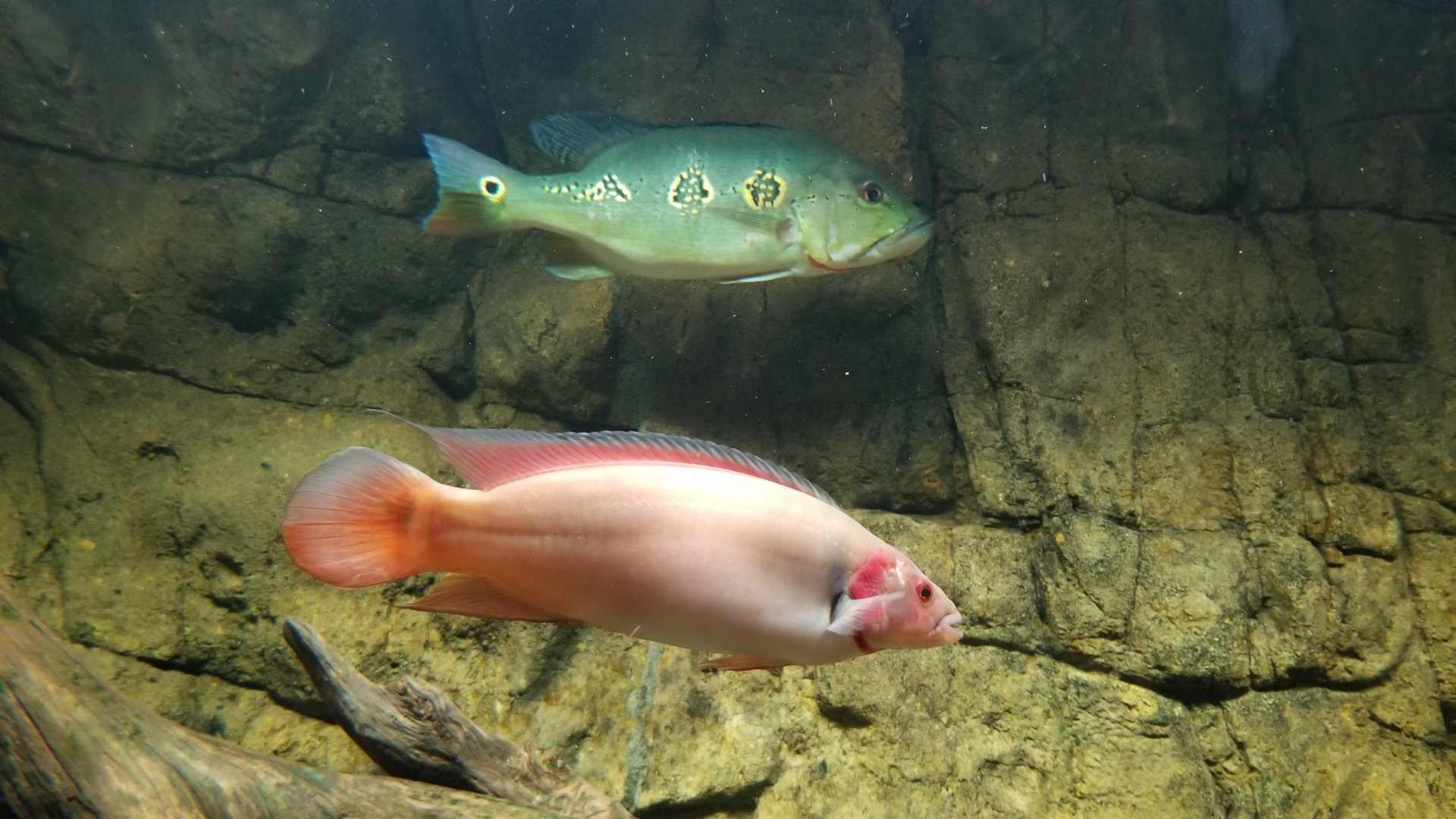 Electric City - Peacock Bass, Cichla sp, Red Pike Cichlid, Crenicichla lugubris