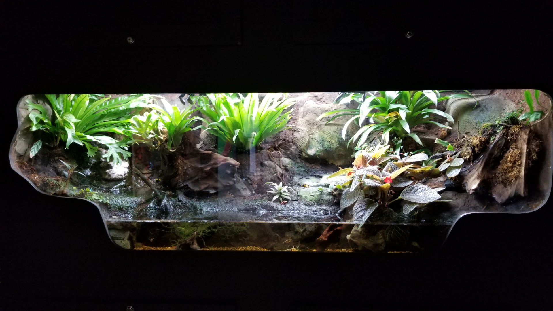 Electric City - Poison dart frogs