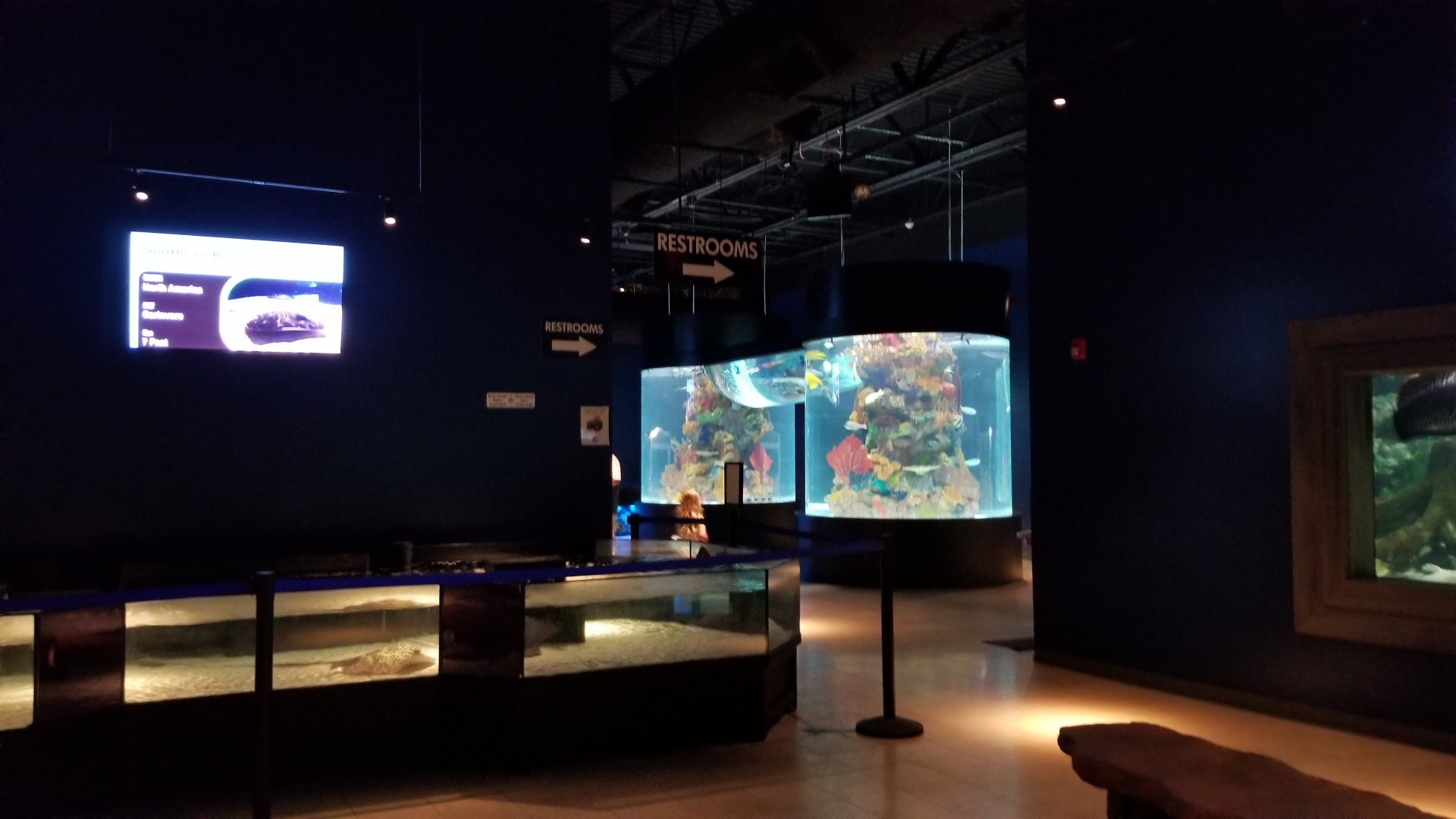 Electric City - ray touch tank on left, large salt fish tank center, catfish tank right