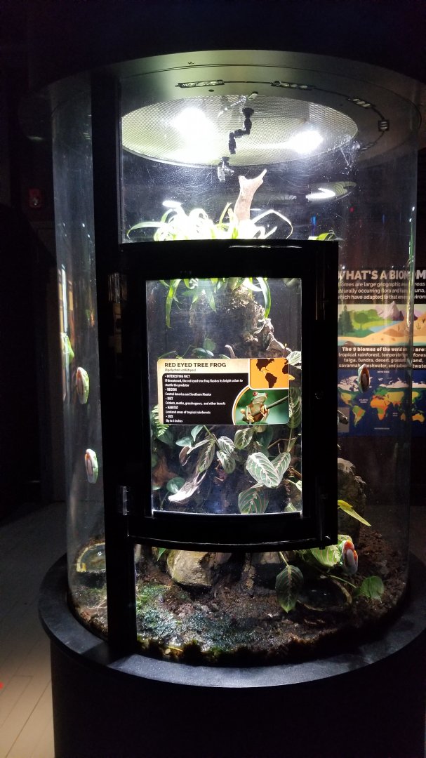 Electric City - Red-eyed Tree Frog, Agalychnis callidryas