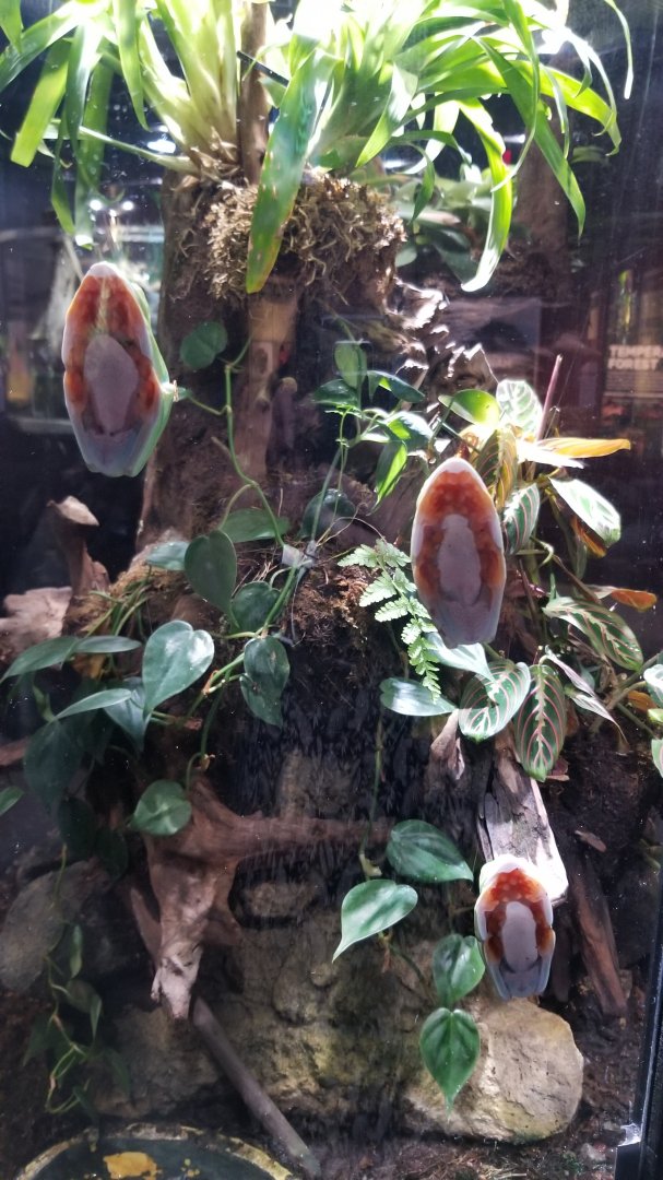 Electric City - Red-eyed Tree Frog feets