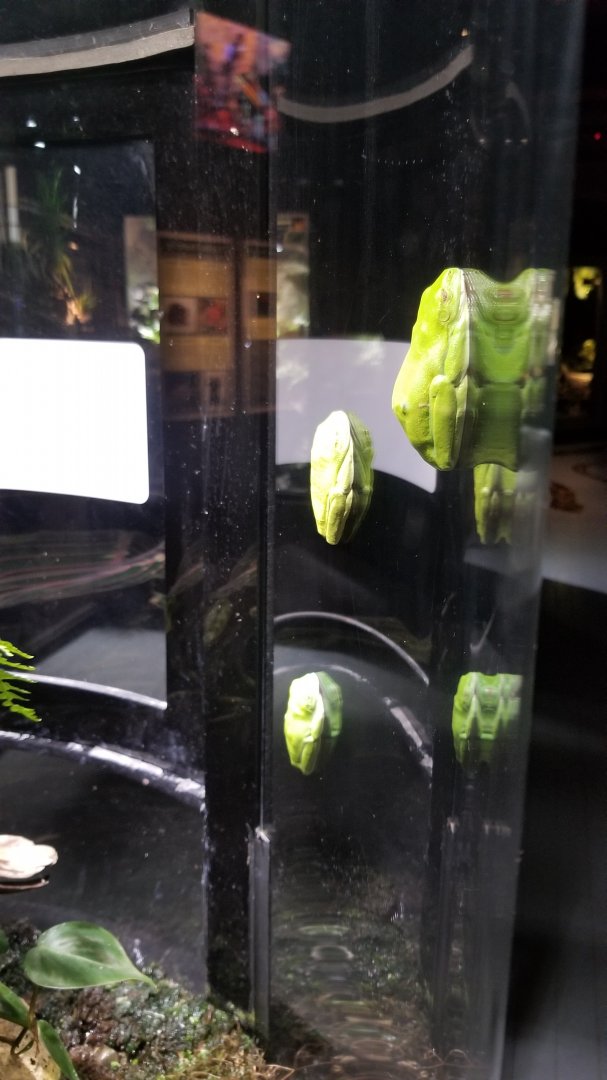 Electric City - Red-eyed Tree Frogs